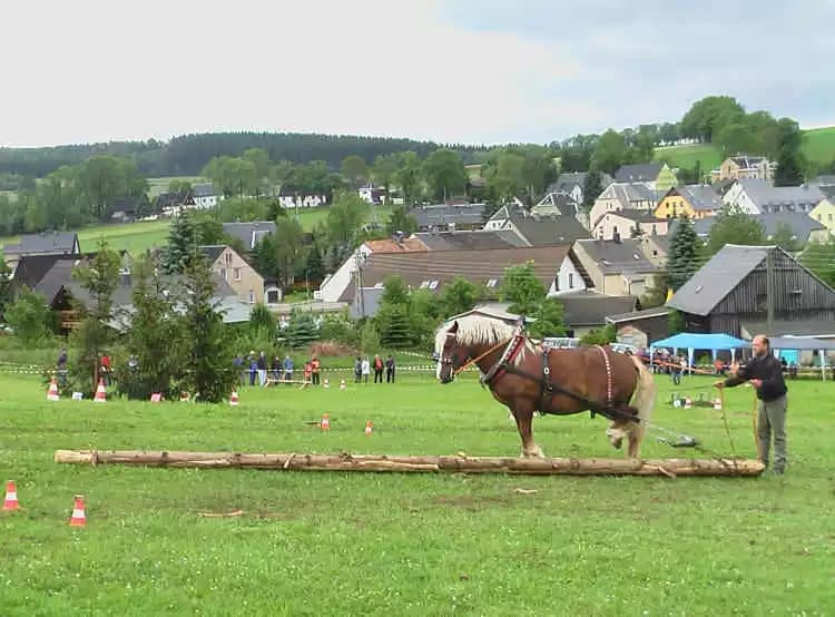 Holzrücke-Erzgebirgscup
