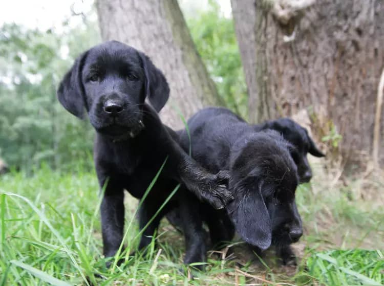 Kinderstube Labrador Welpen – Ayla mit ihren Geschwistern
